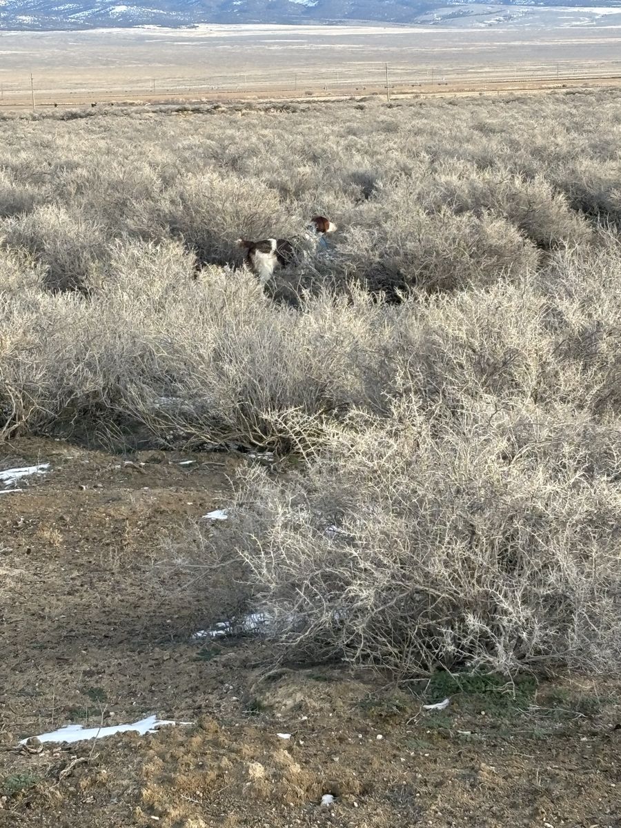 Brittany spaniel