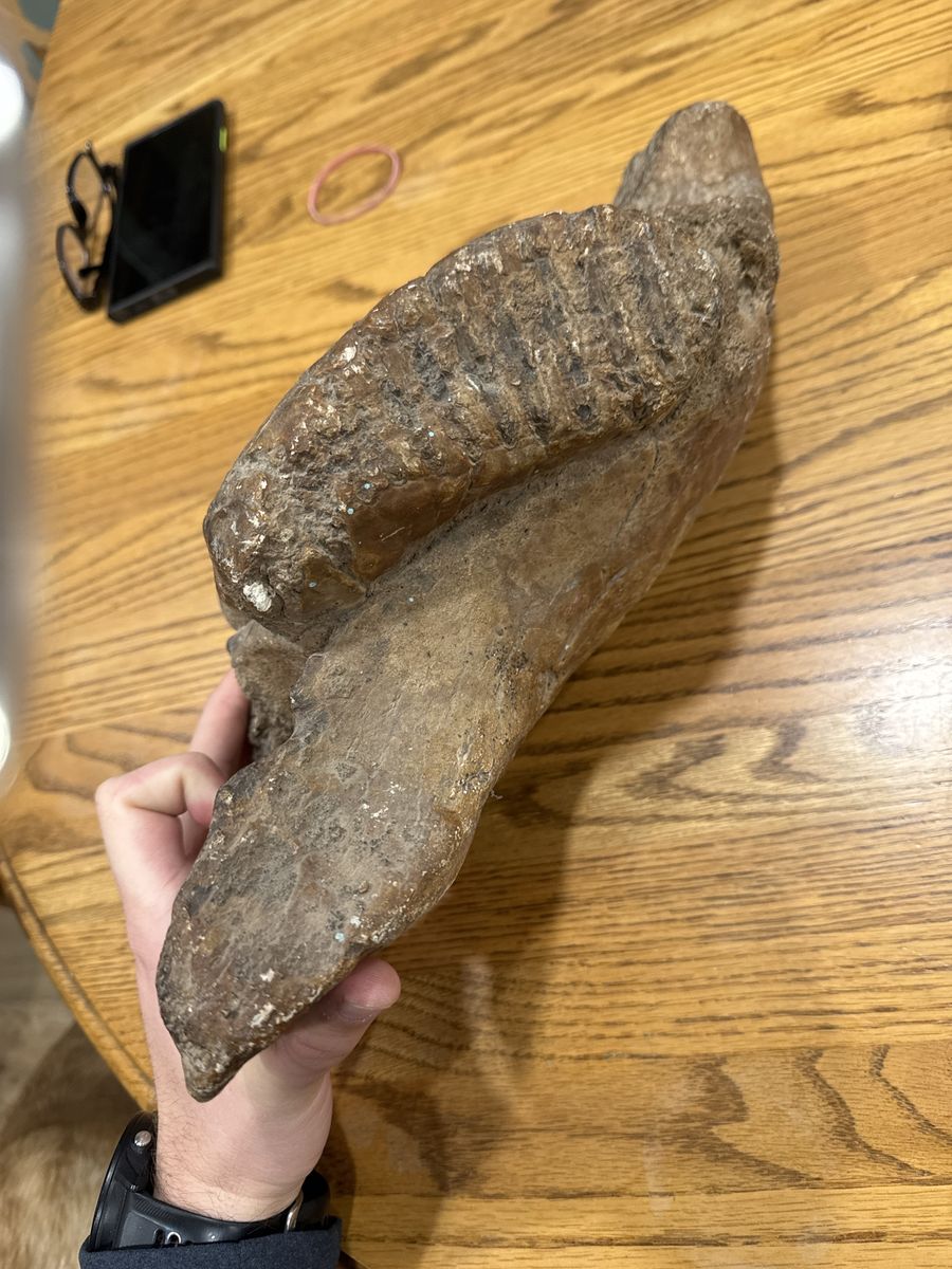 Mammoth Tooth In Jaw bone Fossil
