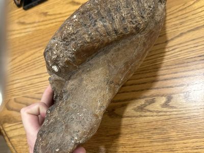 Mammoth Tooth In Jaw bone Fossil
