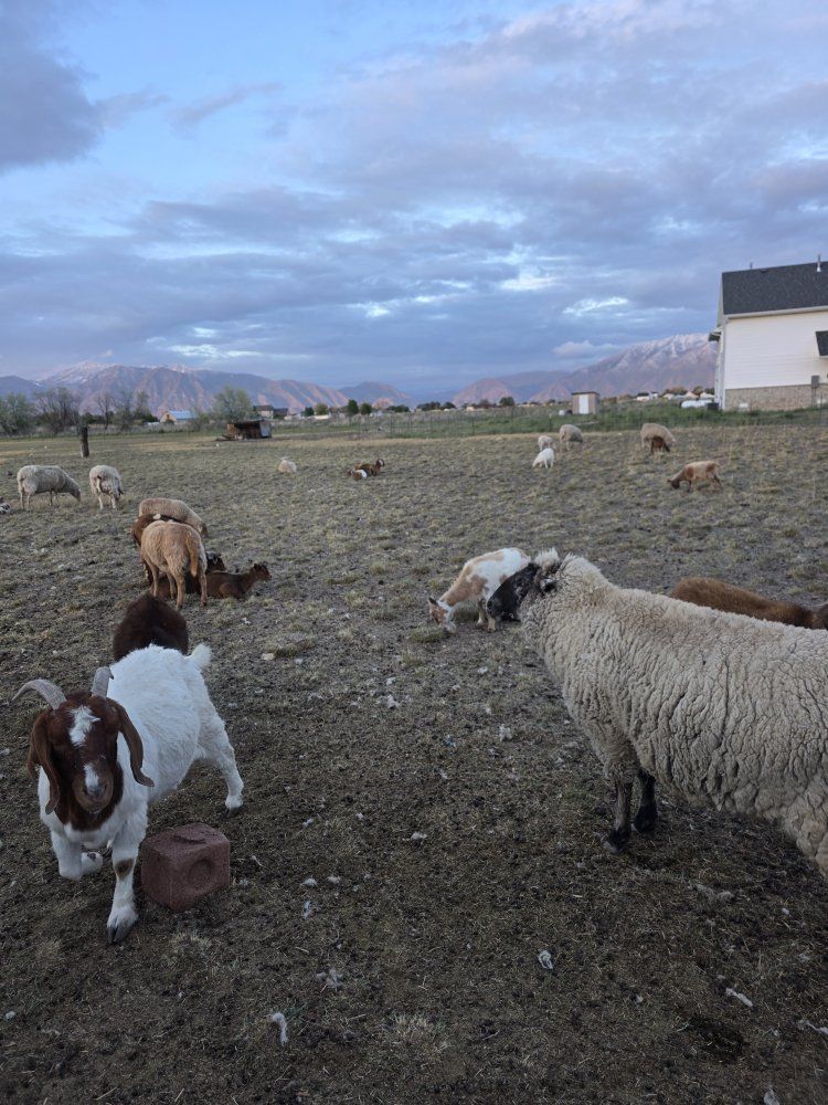 ISO FARM ANIMALS ( We adopted fams animals in the area)