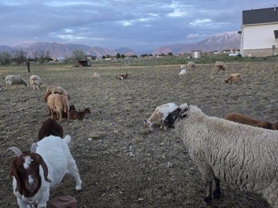 ISO FARM ANIMALS ( We adopted fams animals in the area)