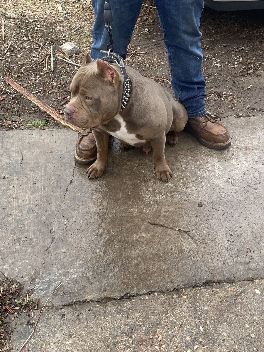 American bully