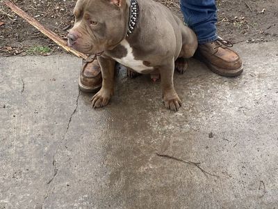 American bully