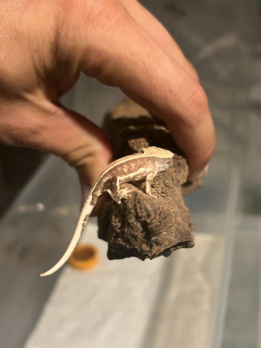 Main image 7