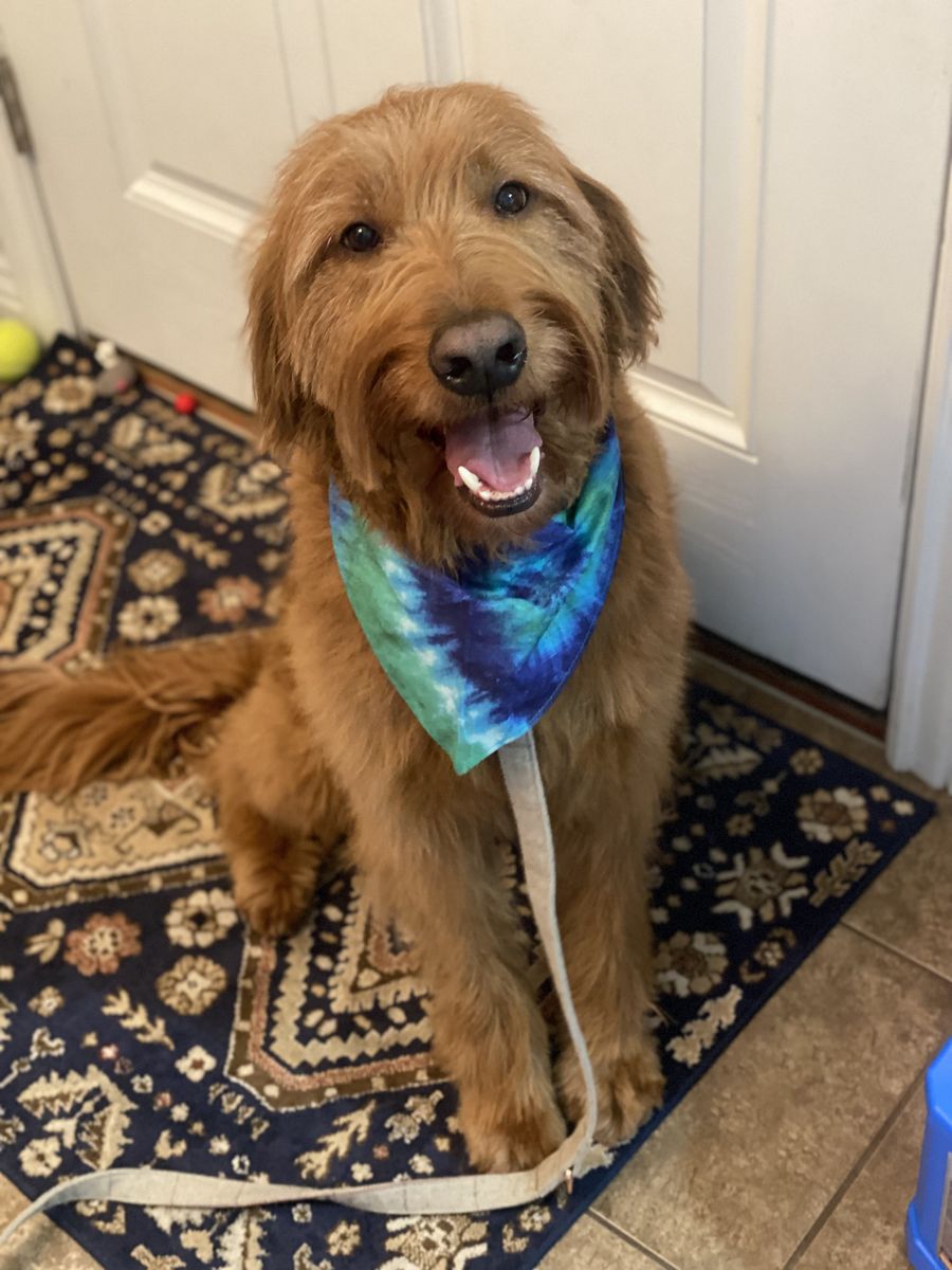 9 year old goldendoodle - Rex
