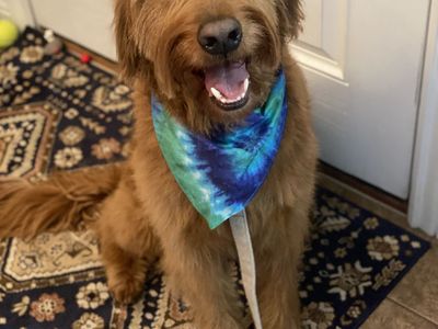 9 year old goldendoodle - Rex