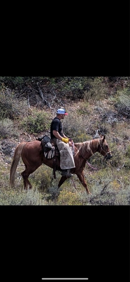2021 AQHA Gelding