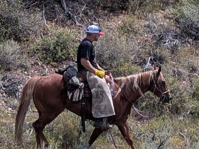 2021 AQHA Gelding