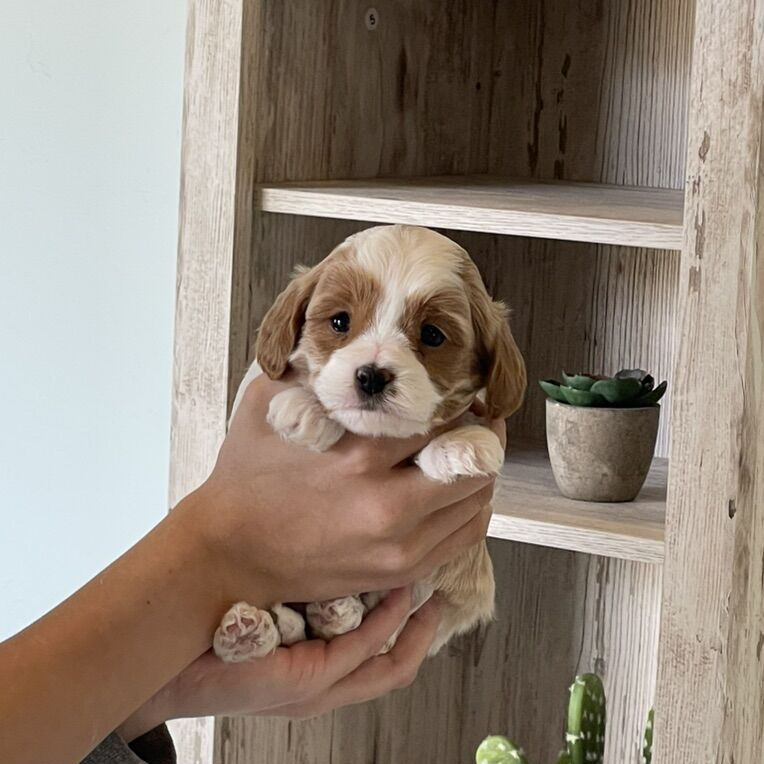 Male Cavapoo