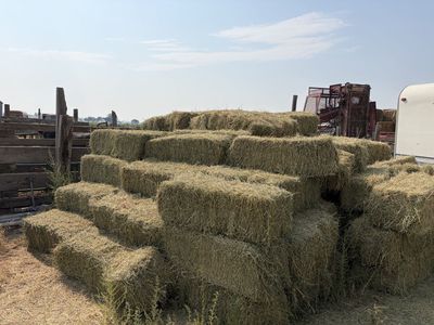 2026 alfalfa hay small bales 2 crop
