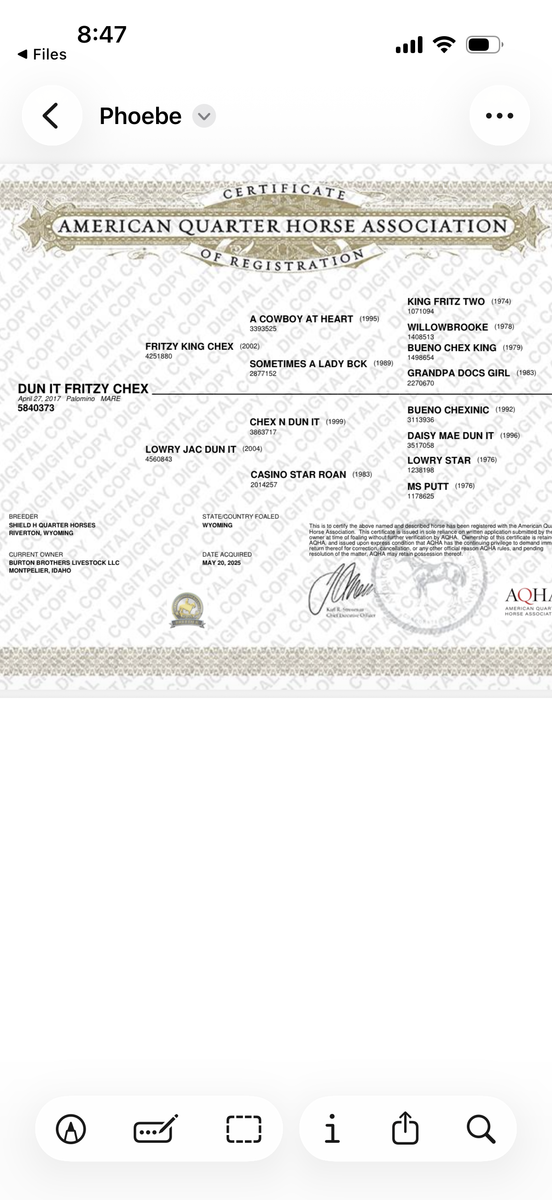 2026 Aqha stud cold