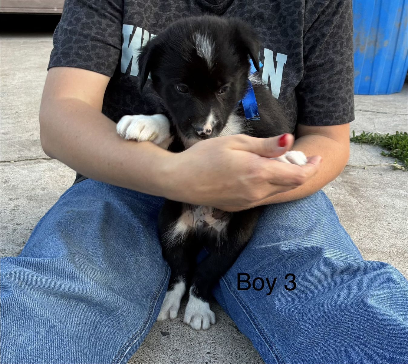 Border collie Idaho shag cross ready for his  new home