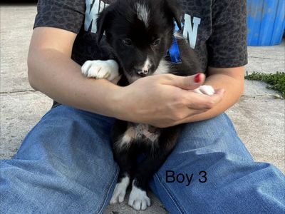 Border collie Idaho shag cross ready for his new home