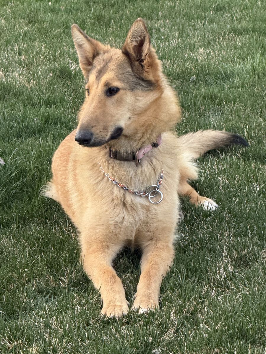 German Shepherd / collie puppies