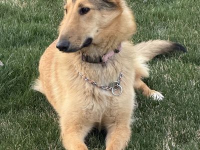 German Shepherd / collie puppies