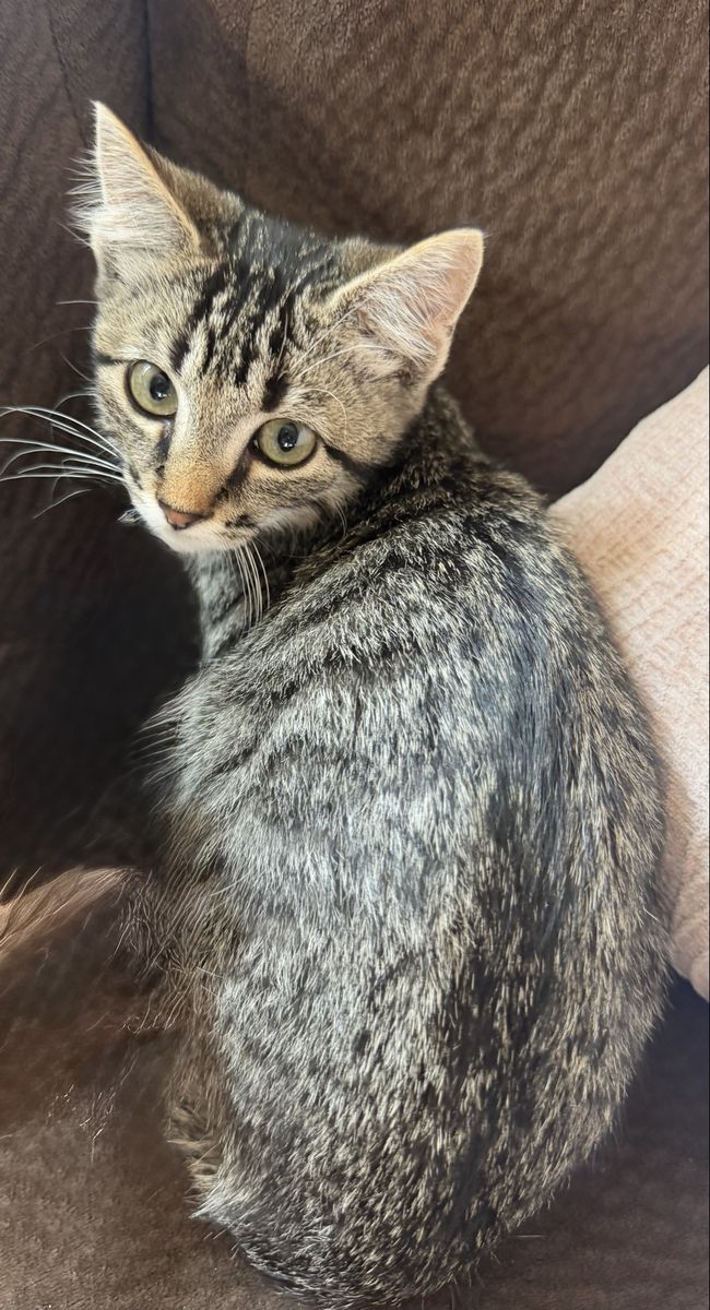 Female, great with dogs/cats/kids & litter box trained!!