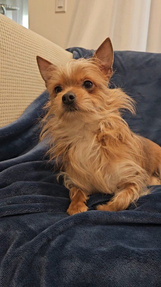 Yorkie Mix adult male dog