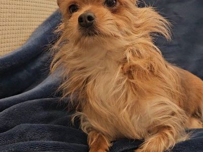 Yorkie Mix adult male dog