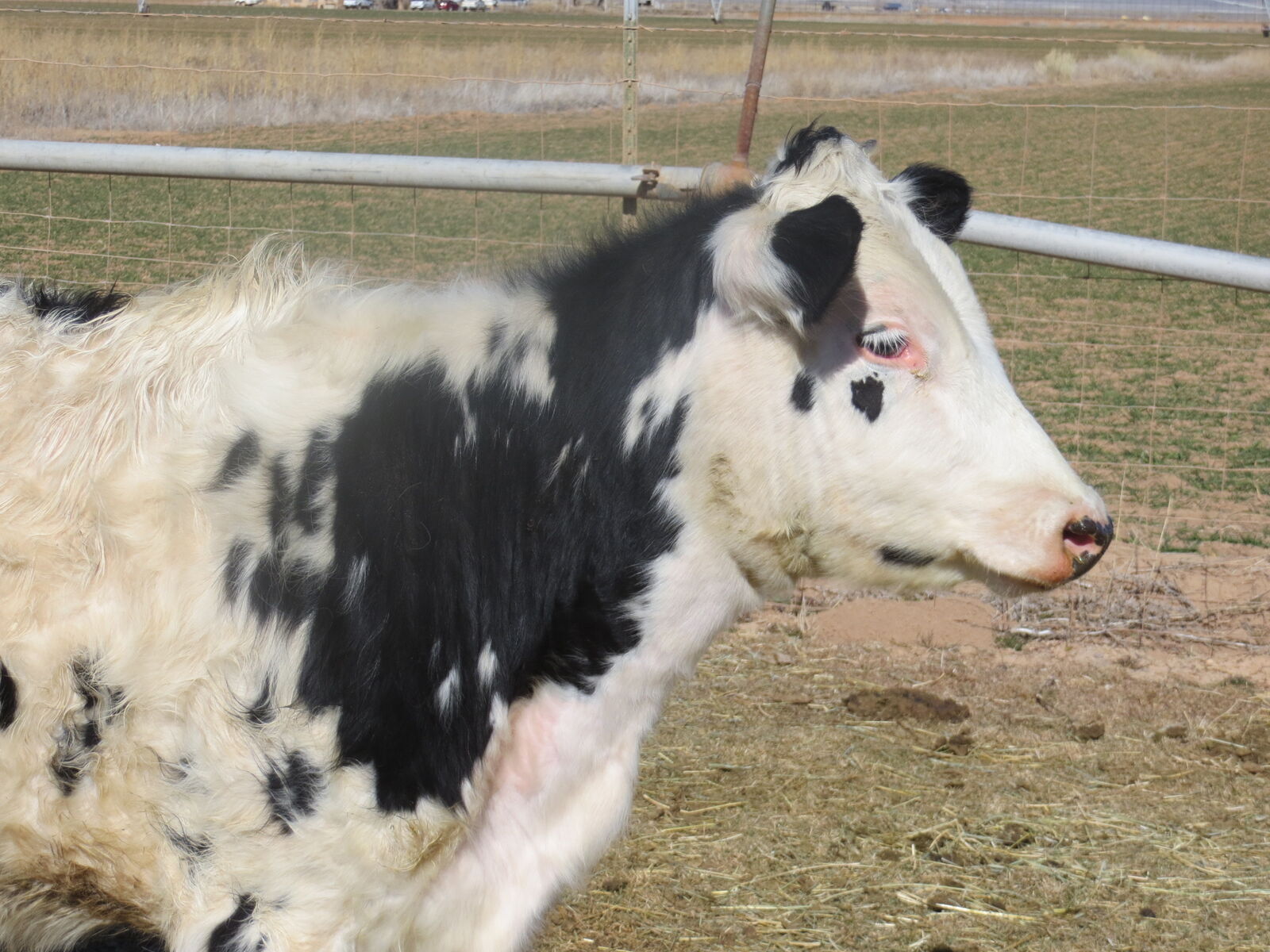 Yearling Holstein Heifer