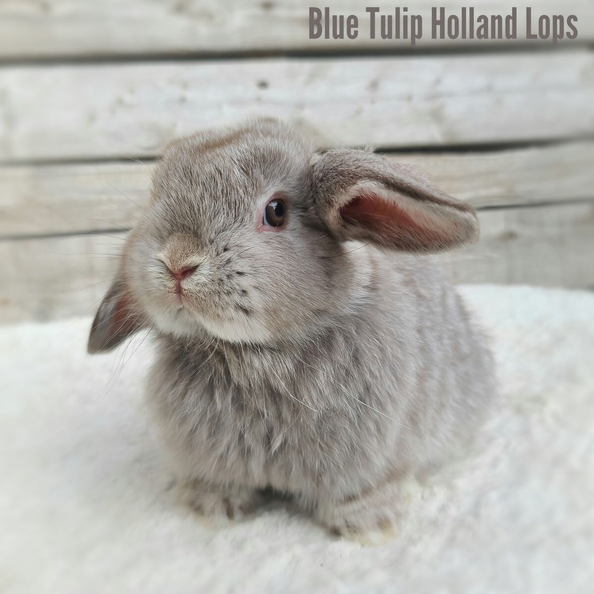 Cute Holland Lop