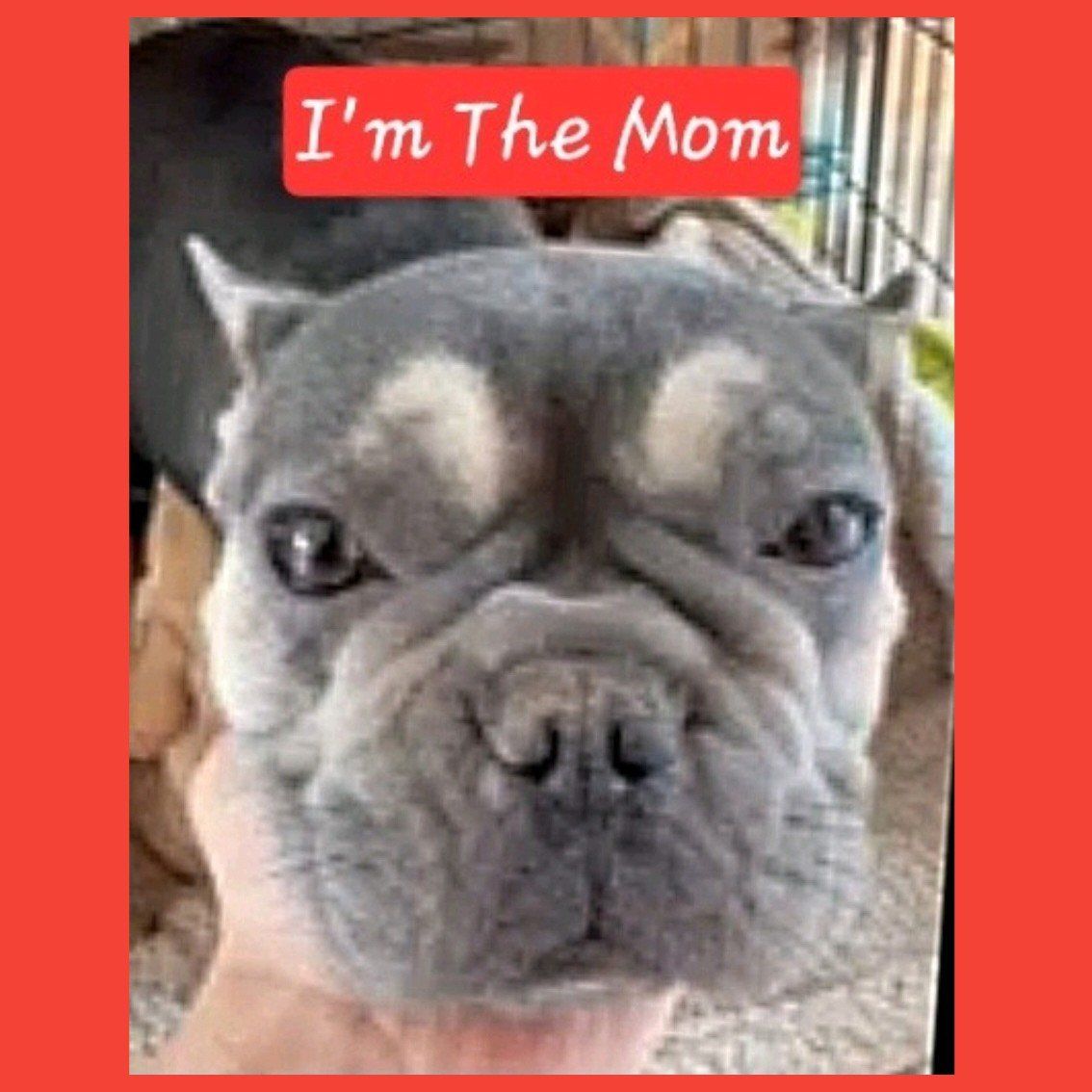 *LAST 2* Cutest French Bulldog/ Shih Tzu Puppies