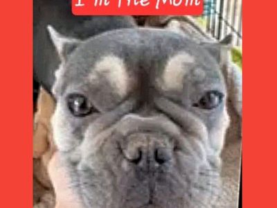 *LAST 2* Cutest French Bulldog/ Shih Tzu Puppies