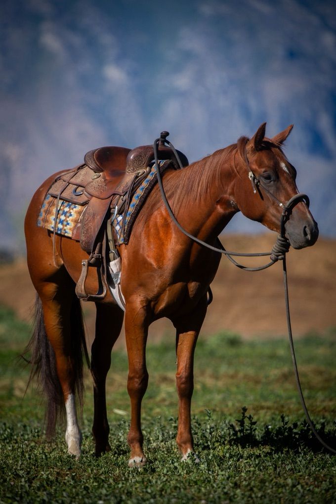 Sweet AQHA Gelding