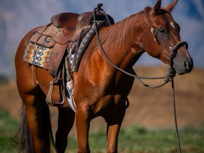 Sweet AQHA Gelding