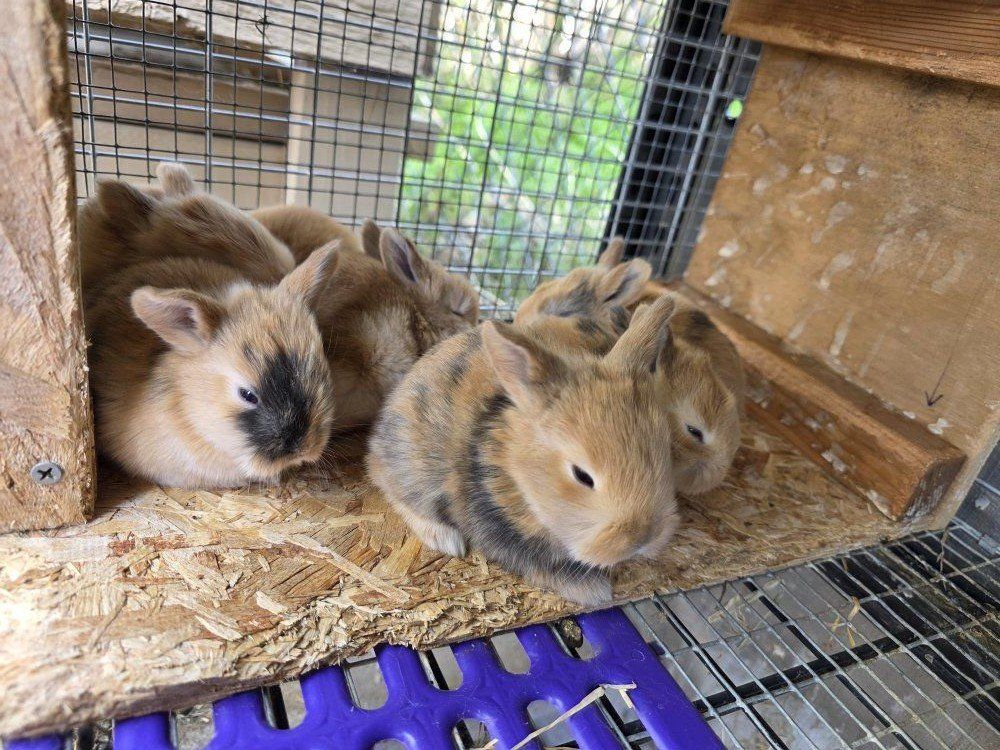 Harlequin Bunny/Rabbit Kits (Ready for Easter!)