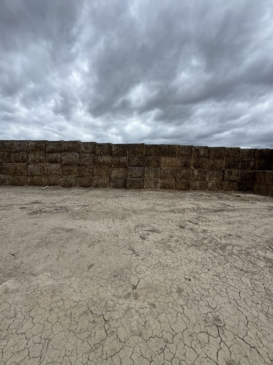 Weedy hay