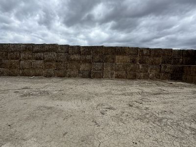 Weedy hay