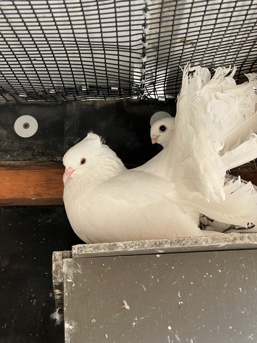 Female Fantail Pigeon