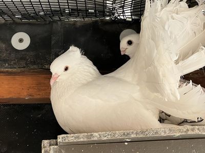 Female Fantail Pigeon