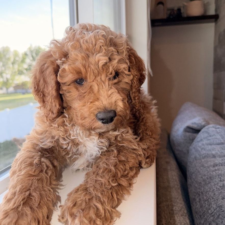 Mini Goldendoodle