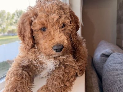 Mini Goldendoodle