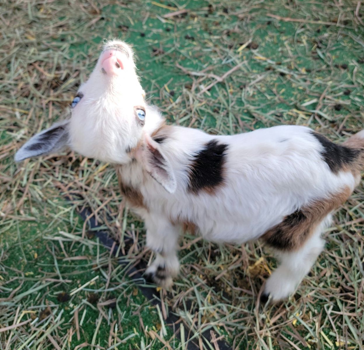 *SPECIAL NEEDS* Nigerian dwarfMale