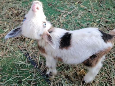 *SPECIAL NEEDS* Nigerian dwarfMale