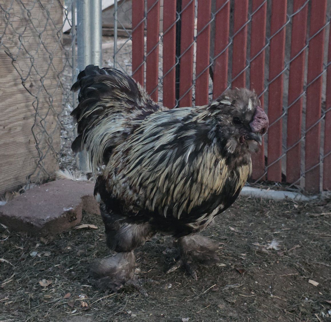 satin rooster