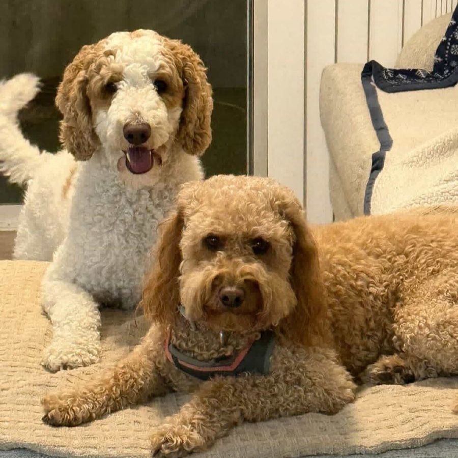 Adorable Goldendoodle puppies!!!!
