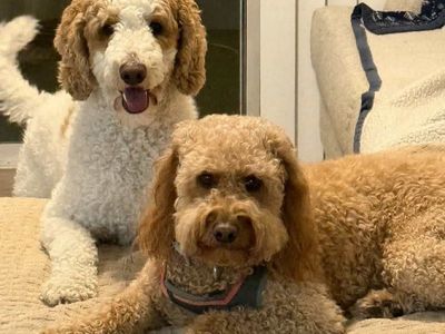 Adorable Goldendoodle puppies!!!!