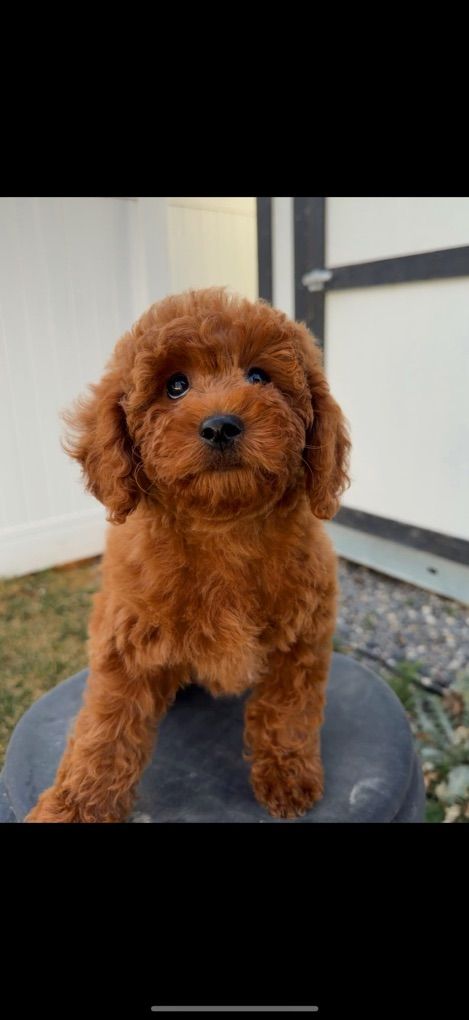 Gorgeous Mini Goldendoodle Girl