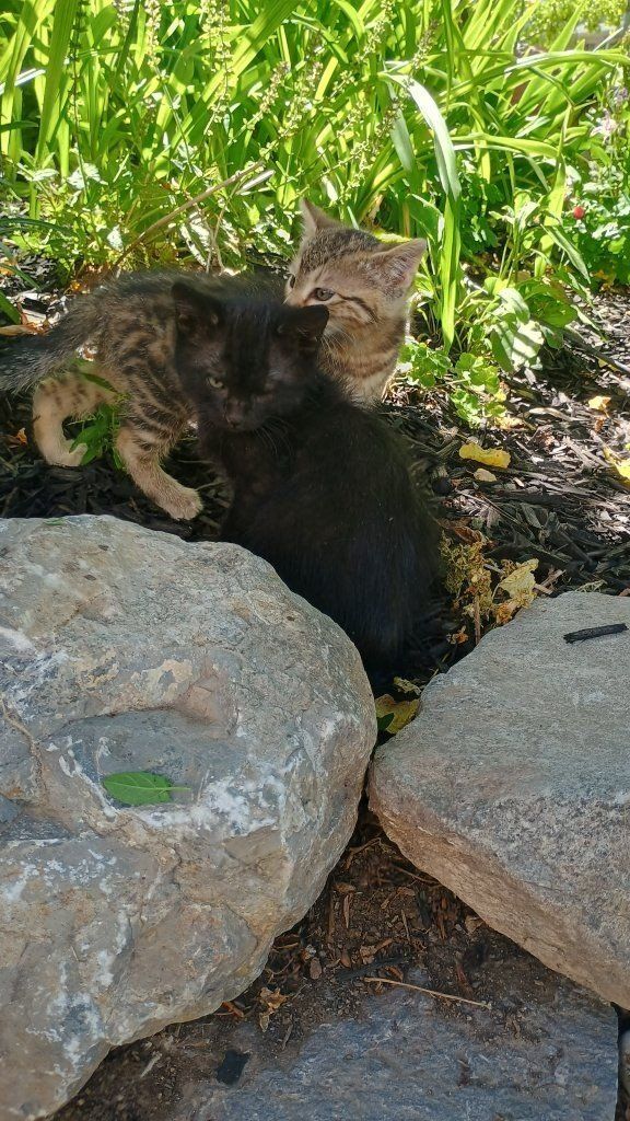 adorable Kittens