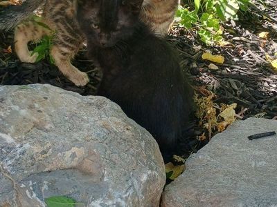 adorable Kittens