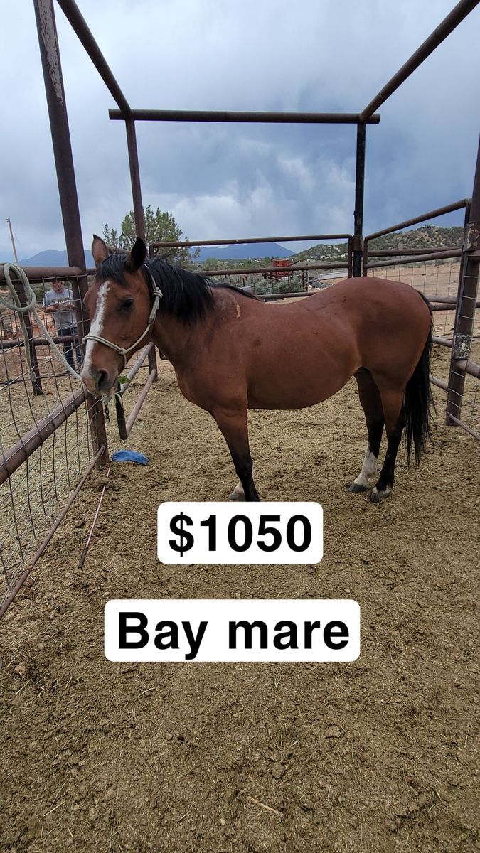 Bay mare
