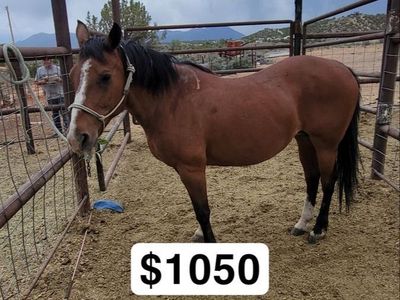 Bay mare