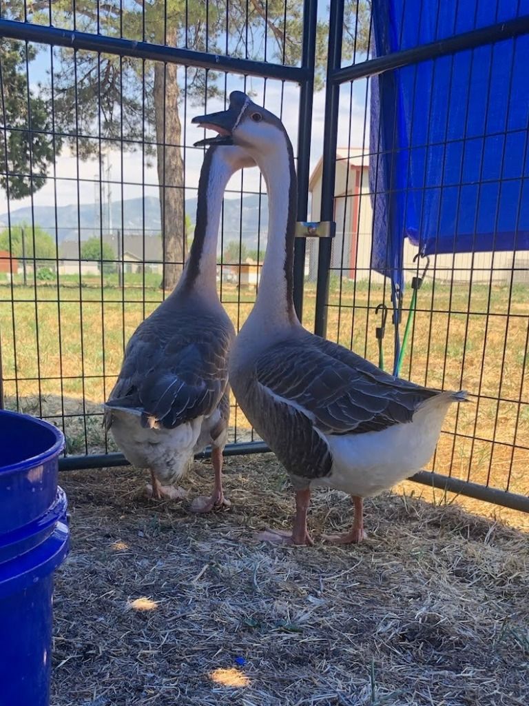 Ollie and Olivia the Goose Pair