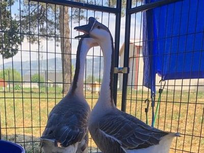 Ollie and Olivia the Goose Pair