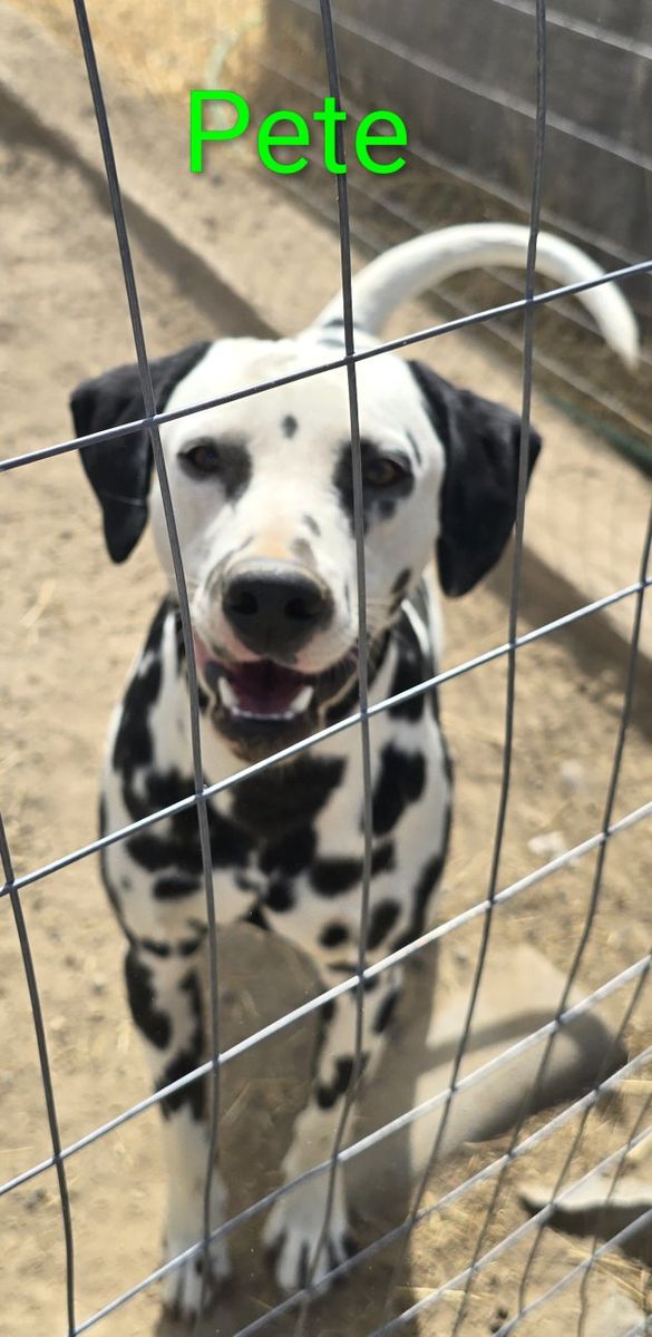 Dalmatians Available make offer
