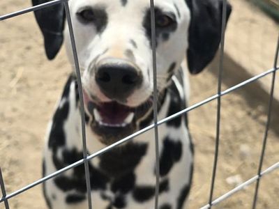 Dalmatians Available make offer