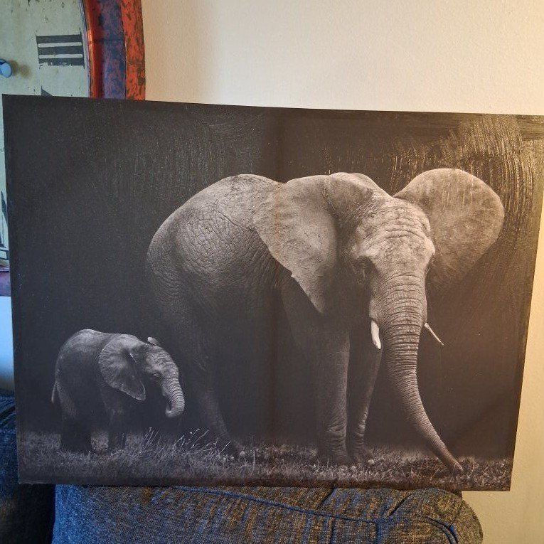 Picture elephants